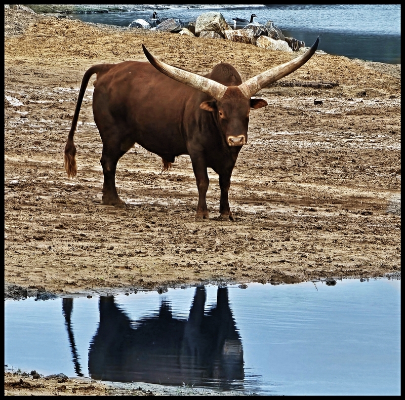 Wasserbüffel im Safaripark