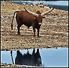 Wasserbüffel im Safaripark