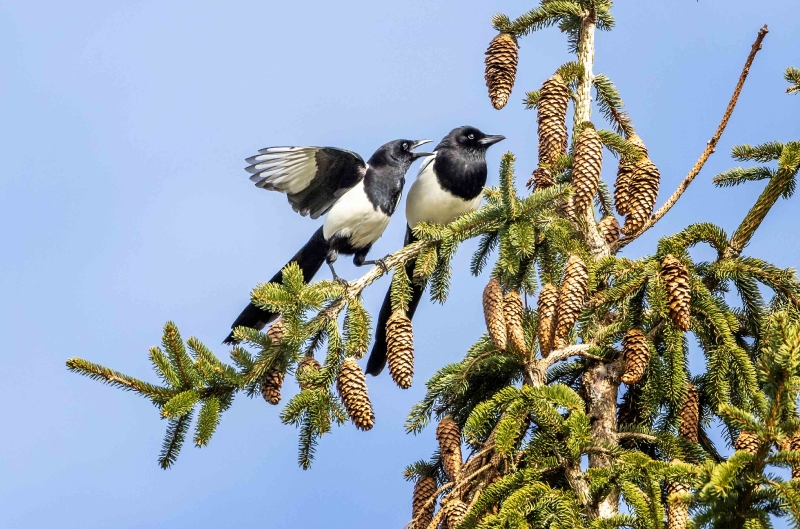 Von dem Baum aus können sie sehen