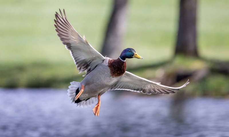 Der  Erpel ist im Anflug