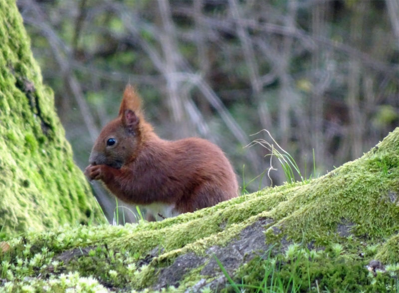 Eichhörnchen mal erwischt