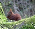 Eichhörnchen mal erwischt