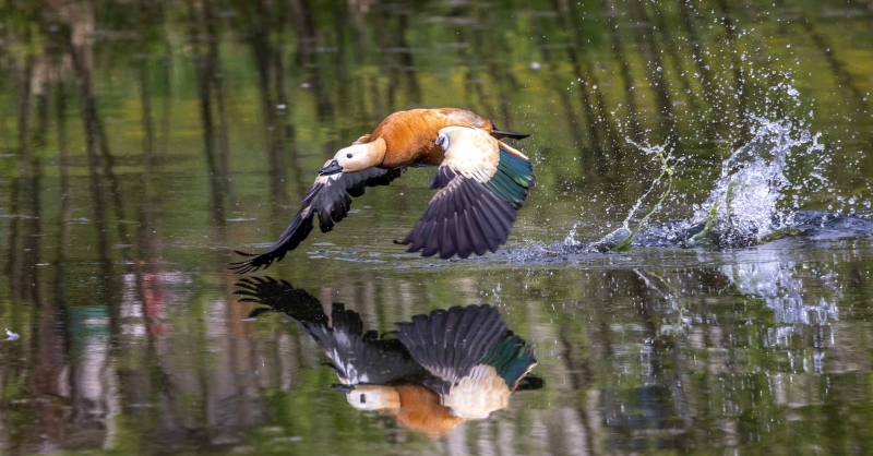 Wenn eine Ente zu nahe kommt