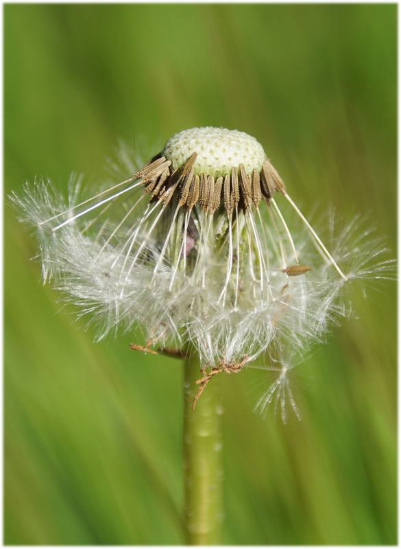 Pusteblume