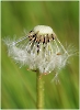 Pusteblume