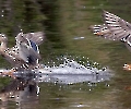 Hier kehren die Mädels von ihrem Rundflug zurück