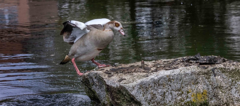 Seit eenigen Tagen lebt die hier alleine am Teich.