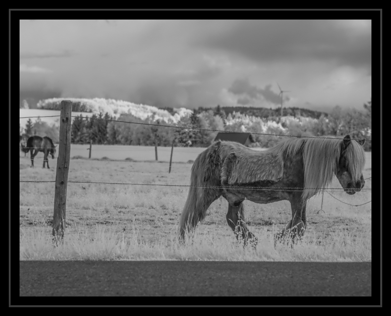 Old Horse Infrared