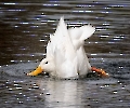 Yoga ist bei den Enten