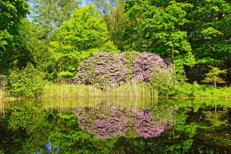 Spiegelung im Teich