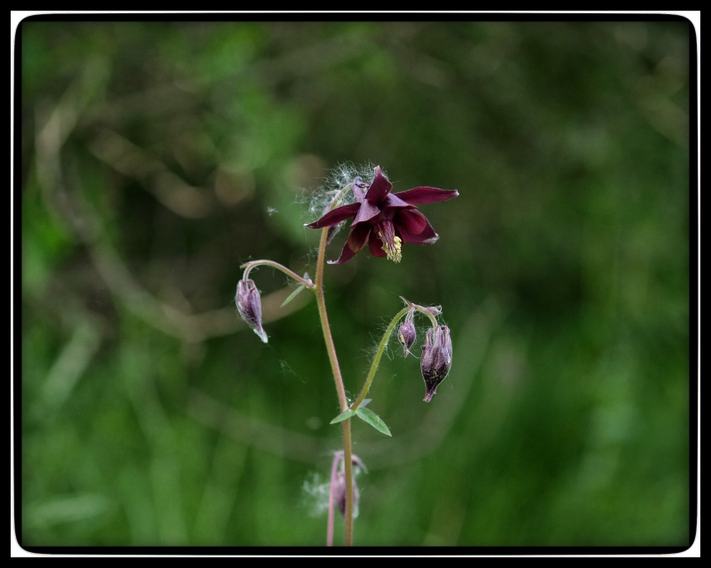 Ein paar Blumen :)