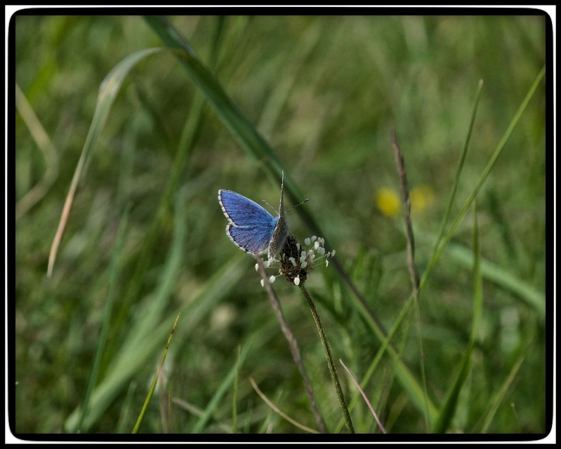 Was krabbelt und fliegt denn da?