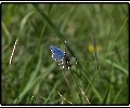 Was krabbelt und fliegt denn da?