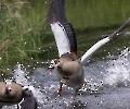 Unsere Nilgans hat jetzt einen Partner gefunden,