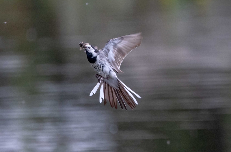 Diese Bachstelze fängt kurz über der Wasseroberfäche Fliegen