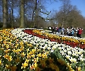 Spaziergang im Keukenhof, NL