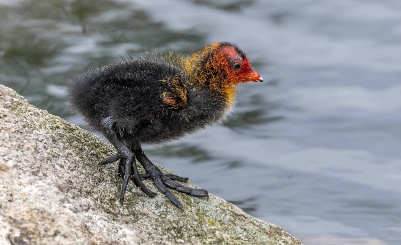 Die Blässhühner am zweiten Teich haben seit gestern auch 6 Junge.