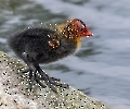 Die Blässhühner am zweiten Teich haben seit gestern auch 6 Junge.