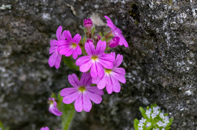 Erinus alpinus - Alpenbalsam