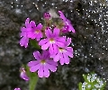 Erinus alpinus - Alpenbalsam