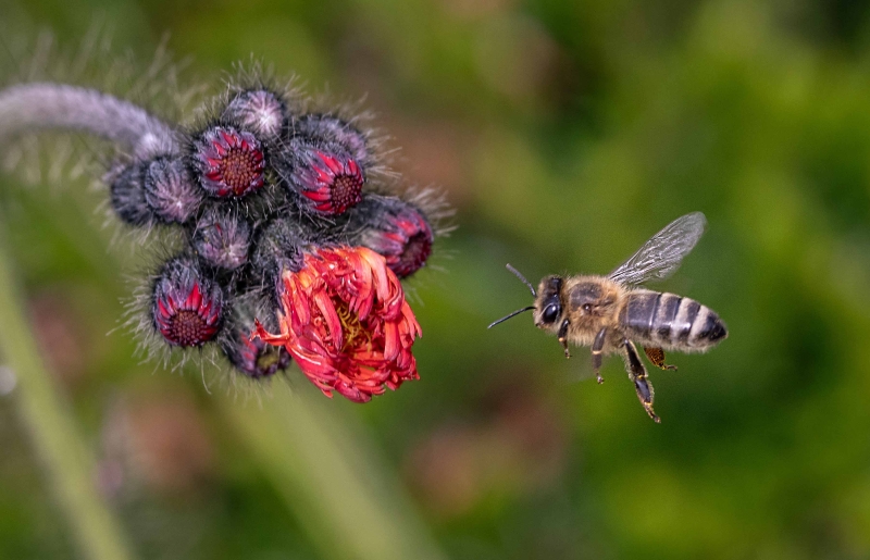 Auch Bienen schätzen Habichtskraut