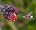 Auch Bienen schätzen Habichtskraut