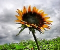 Sonnenblume