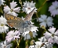 Ein Schmetterling lies sich heute blicken