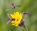 Diese Blüte war heute besonders gefragt