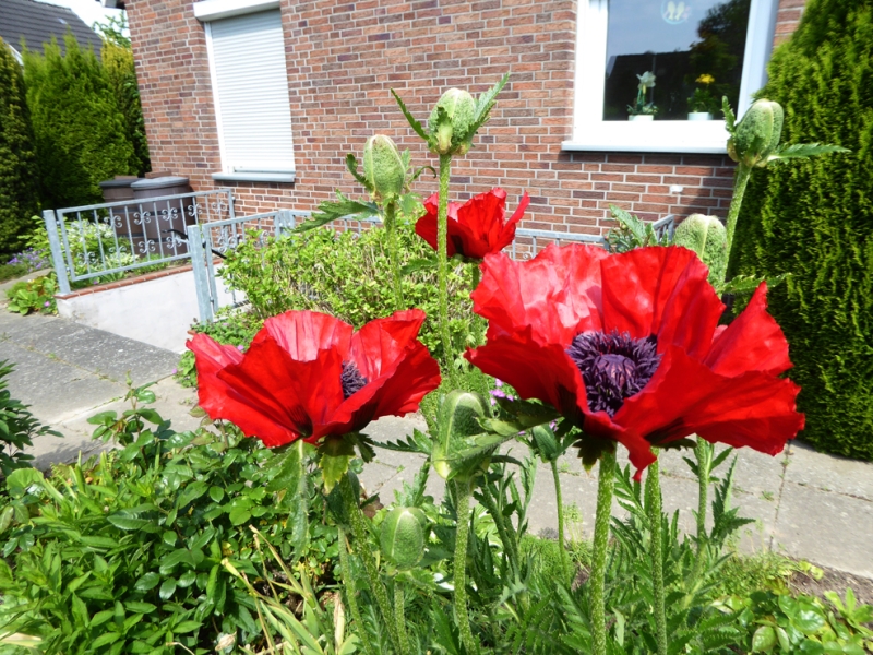 Der Mohn, der blüht,...