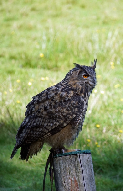 Uhu Wildpark Eekholt