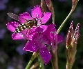 Die kleine Heidenelke ist bei den Insekten begehrt