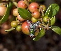 Anscheinend mögen die auch Beeren