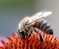 Biene auf Echinacea