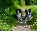 Border Collies Faro und Moja