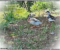 Enten im Park