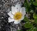 Das ist eine Alpen Kuhschelle. Wächst auch im Felsengarten.