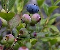 Bei uns beginnt jetzt die Heidelbeer-Saison,