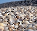 Muscheln auf Hallig Hooge