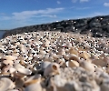 Muscheln auf Hallig Hooge