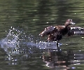 Seit gestern haben wir wieder 2 Reiherenten Weibchen auf dem Teich,