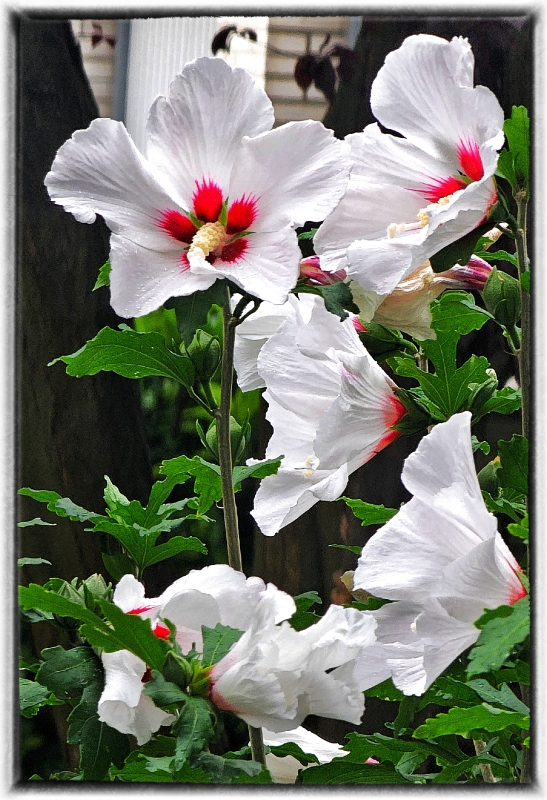 Hibiskusblüten