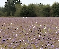 Feld und Wiese