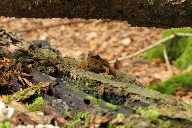 Aus dem Wald 