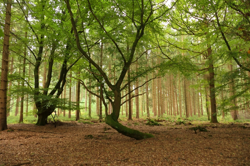 Mein lieblingsbaum im Wald.