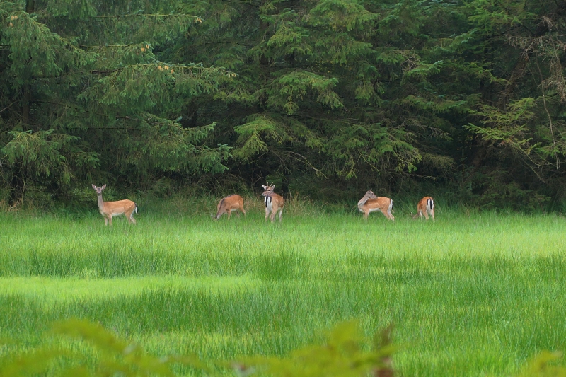 Dammwild heuteim Wald gsehen.