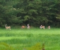 Dammwild heuteim Wald gsehen.