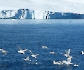 Fischerei vor Ilulissat