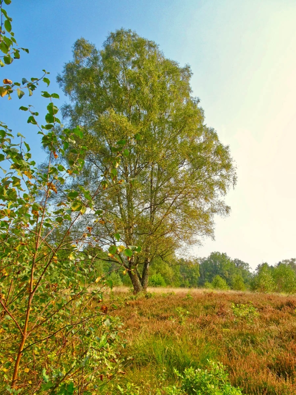 Birke im Spätsommer