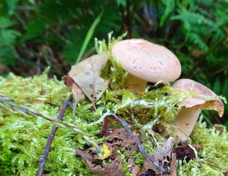 Pilze Spätsommer